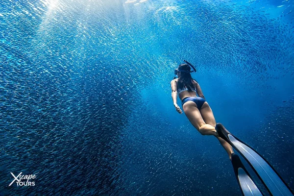 Moalboal Sardines Tour from Dumaguete