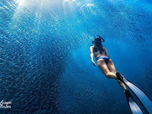 Moalboal Sardines Tour from Dumaguete