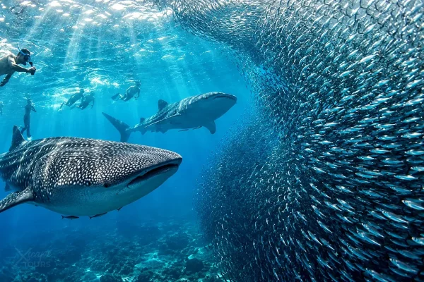 Oslob Whale Sharks & Moalboal Sardines from Dumaguete