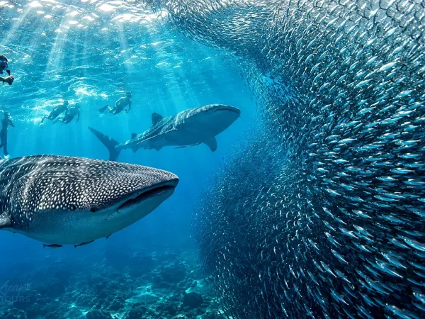 Oslob Whale Sharks & Moalboal Sardines from Dumaguete