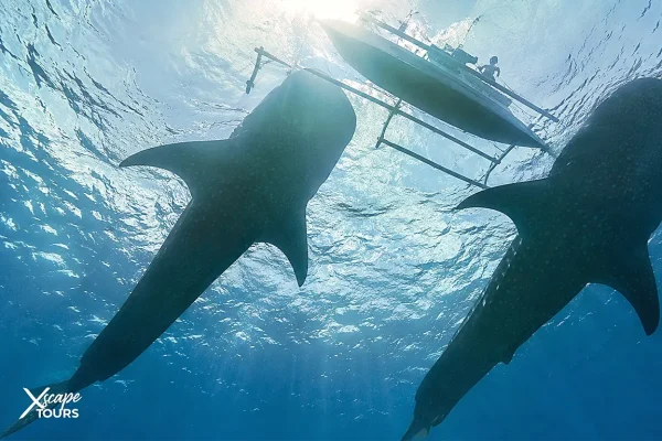 Oslob Whale Shark Tour from Dumaguete