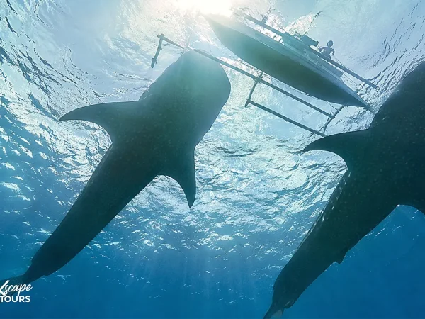Oslob Whale Shark Tour from Dumaguete