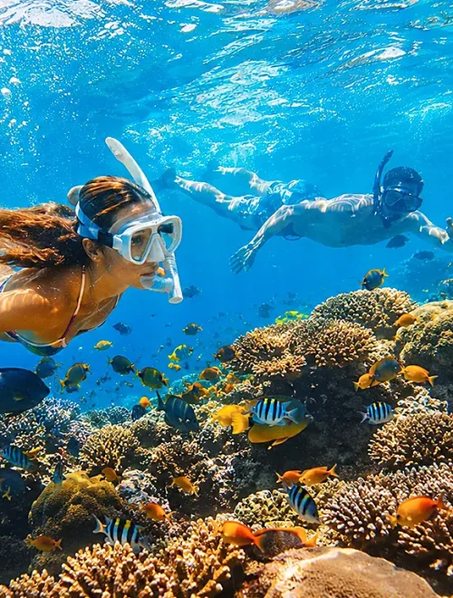 Apo Island Snorkeling Tour