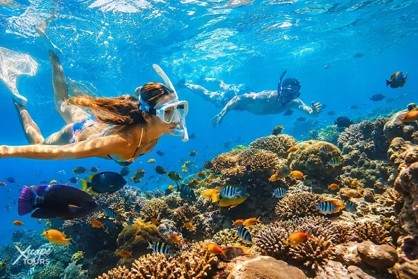 Apo Island Snorkeling Tour