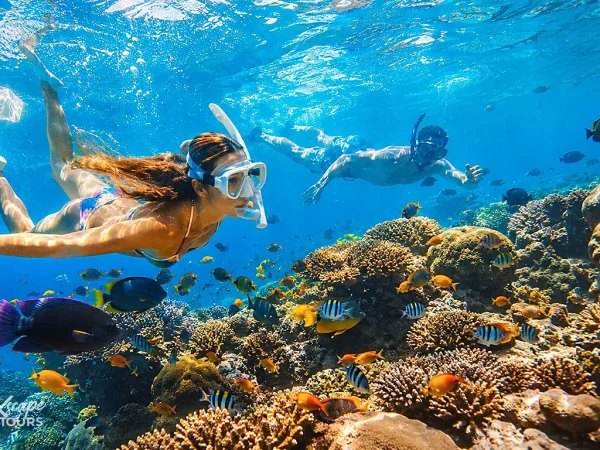 Apo Island Snorkeling Tour