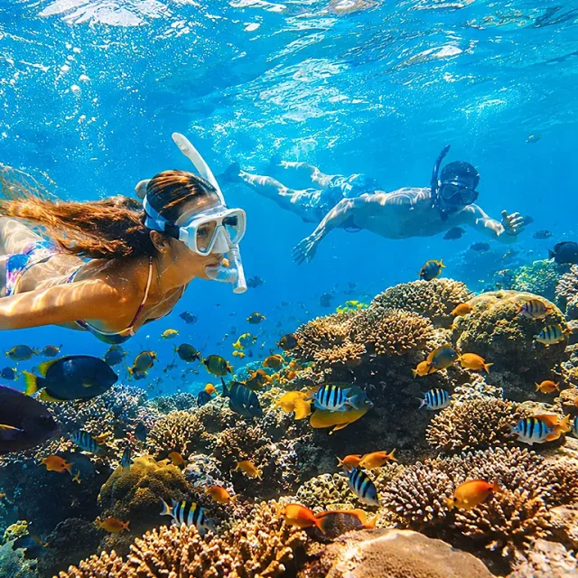 Apo Island Snorkeling Tour